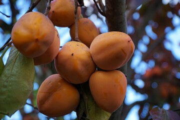 View of date fruit on tree in Sapanca, Turkey.
