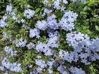 lilac flowers