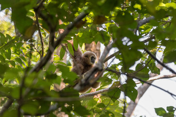 gibbon cute monkey holding and hanging on tree