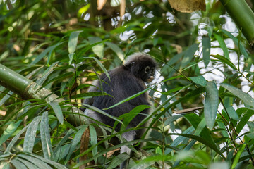 langur monkey wildlife sitting in a tree 