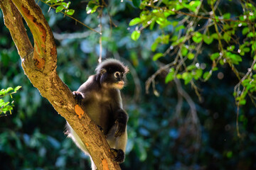 langur monkey wildlife sitting in a tree