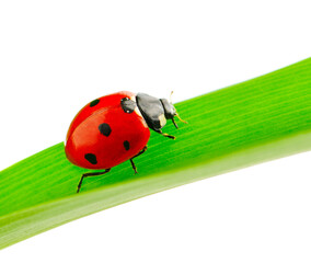 ladybird on green leaf