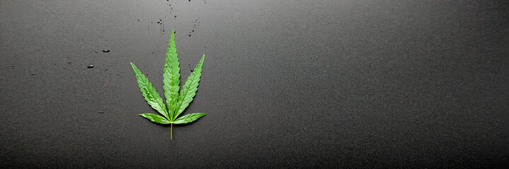 Top view of cannabis leaf on black background. Marijuana leaves a beautiful dark background. Close-up young hemp. Medical Cannabis and Cannabidiol CBD Oil