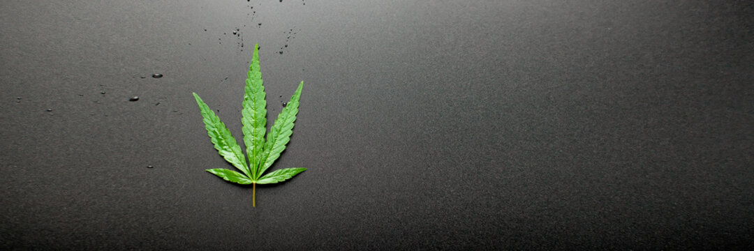 Top view of cannabis leaf on black background. Marijuana leaves a beautiful dark background. Close-up young hemp. Medical Cannabis and Cannabidiol CBD Oil