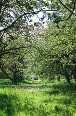 Green garden. Old car at the end of the road. Dandelion walkway.