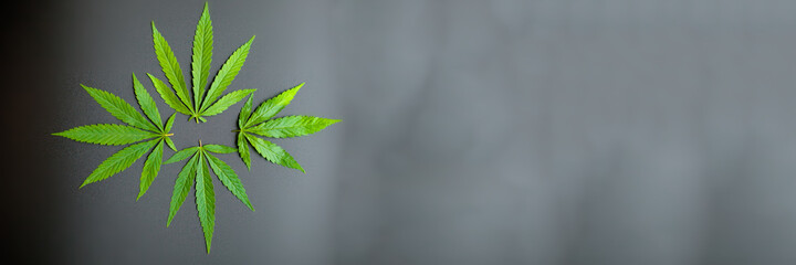 Medical cannabis leaves and CBD cannabidiol oil concept, hemp leaves top view on black background. Close-up of young cannabis plant on beautiful dark background with copy space