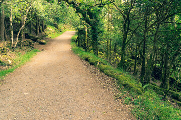 Forest with moody lights and colors. A path leads through the park