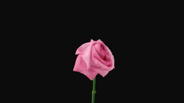 Time-lapse of dying pink Blushing Akito rose 4b1 in PNG+ format with ALPHA transparency channel isolated on black background
