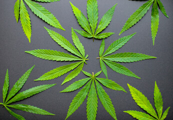 Top view of cannabis leaf on black background. Marijuana leaves a beautiful dark background. Close-up young hemp. Medical Cannabis and Cannabidiol CBD Oil