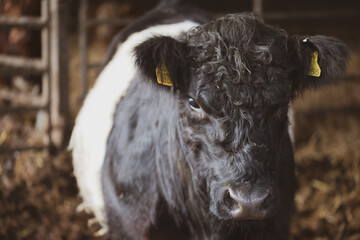 Belted Galloway Native Breed Cattle on a Beef Farm in Devon England 