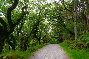 Naklejka premium Forest with moody lights and colors. A path leads through the park