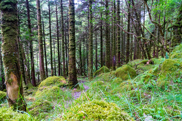 Green summer woodland and creek. Wonderful nature, with wonderful colors, lights and shadows.