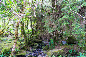 River in the forest. Green summer woodland and creek. Wonderful nature, with wonderful colors, lights and shadows.