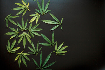 Naklejka na ściany i meble Hemp or cannabis leaf on black background. Top view, flat lay. Template or mock up. Cannabis leaves on beautiful dark background with copy space
