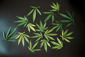 Hemp or cannabis leaf on black background. Top view, flat lay. Template or mock up. Cannabis leaves on beautiful dark background with copy space