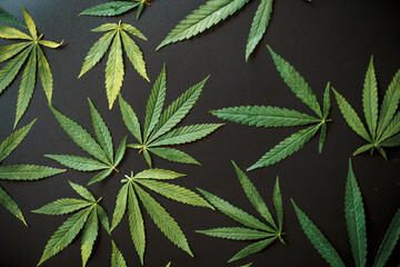 Medical cannabis leaves and CBD cannabidiol oil concept, hemp leaves top view on black background. Close-up of young cannabis plant on beautiful dark background with copy space