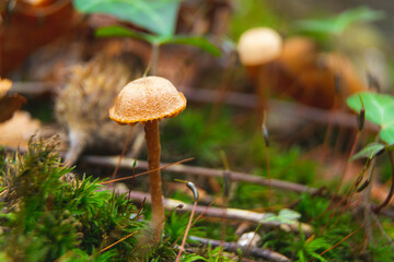 Tiny mushroom in autumn forest. Close up photo