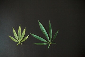 Top view of cannabis leaf on black background. Marijuana leaves a beautiful dark background. Close-up young hemp. Medical Cannabis and Cannabidiol CBD Oil