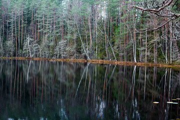reflection of trees in the water