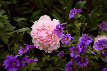 pink lush peonies and small purple flowers close up