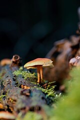 Close-up view of yellow mushrooms on an old trunk in the autumn forest.