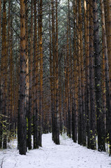 Tree trunks in  pine forest. Many pine trees in  taiga. Winter landscape.