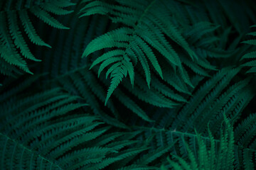 green fern background