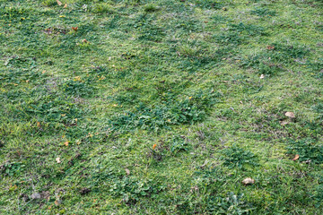 Traces de pneus dans l'herbe