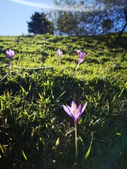 flor silvestre