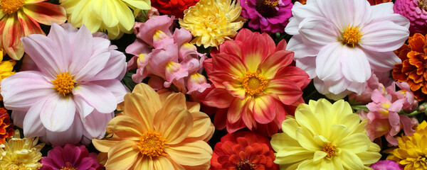 natural background with dahlias, top view. bright floral banner.