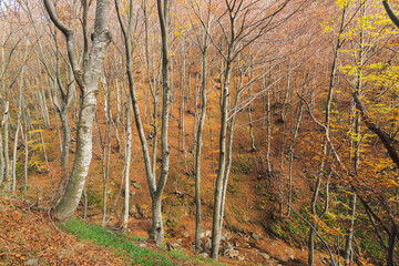 Forest landscape in autumn