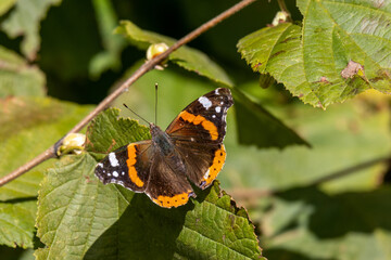 Papillon