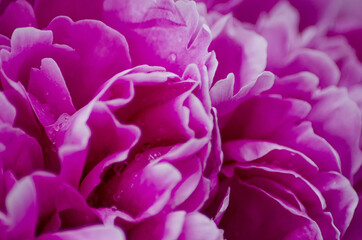 flowers in blur style for background