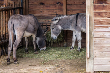 Two African donkeys in a stable feeding on grass