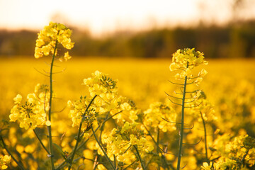 Rapsfeld und Rapsblüte in Deutschlan