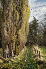 path in autumn forest