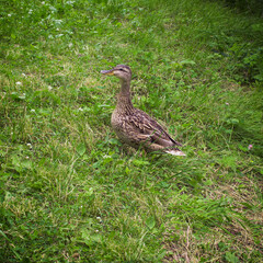 Wild duck walks on the grass