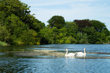 swans on the lake