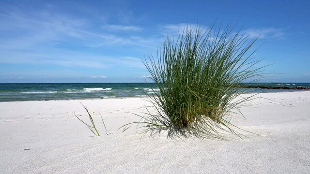 Baltic Sea Beach - Sea Grass with Coast Line