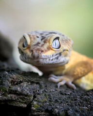 Exotic Lemon Frost Leopard Gecko isolated in green natural background