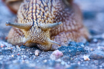 snail with a brown shell crawls on the asphalt. close up