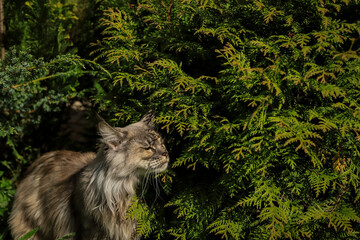 portrait of a Maine Coon cat in close-up on a background of green summer plants