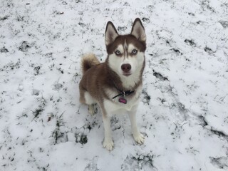 siberian husky dog © John