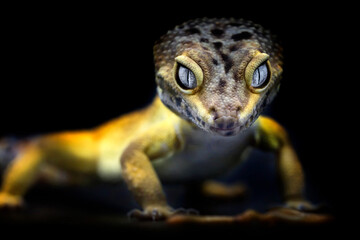 Exotic Lemon Frost Leopard Gecko isolated in black background