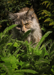 Naklejka na ściany i meble portrait of a Maine Coon cat in close-up on a background of green summer plants
