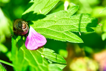 Garden snail striped morph lies on a green leaf on a background of grass with dew. lmage with selective focus. color