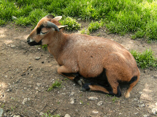 Fototapeta premium Mountain goat in Bavarian mountains, Germany