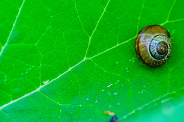 Garden snail striped morph lies on a green leaf on a background of grass with dew. lmage with selective focus. color