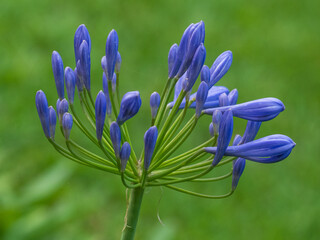Close-up of Agapanthus flower with green out of focus background - 395350293