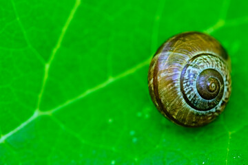 Garden snail striped morph lies on a green leaf on a background of grass with dew. lmage with selective focus